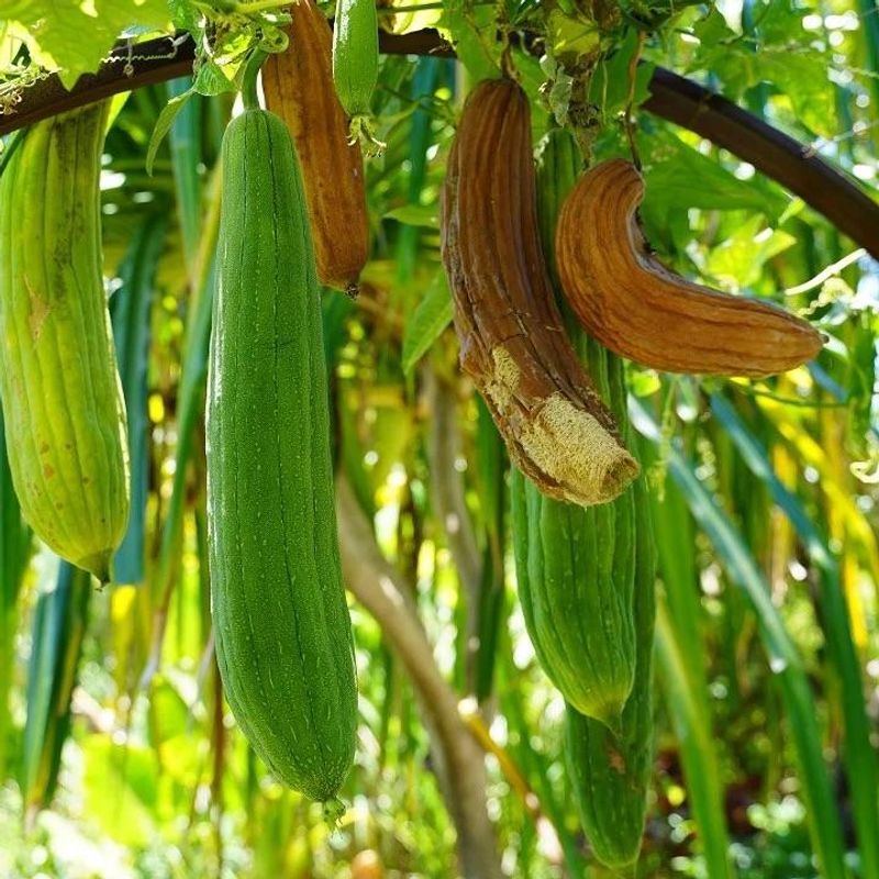 Naturlig Kroppspad - Loofah & Bomull